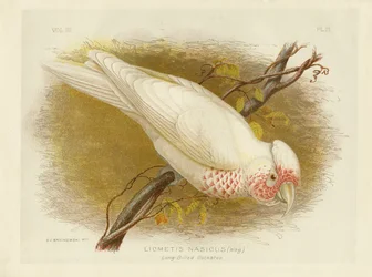 Cacatua dal becco lungo, 1891